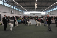 Merlin im Ring der zweite v.l.